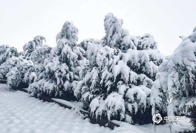 青海飘雪队胜出四川巫师队，全队努力